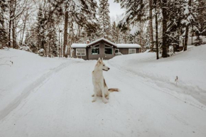 Dog friendly Muskoka. Fun from forest to river.